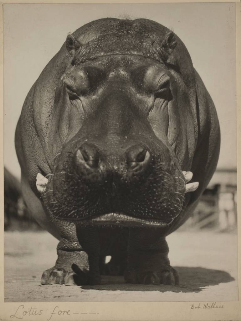 hippopotame-devant